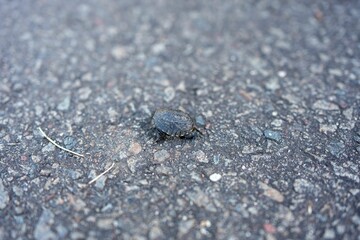 Closeup high angle shot of a small turtle walking on a sidewalk