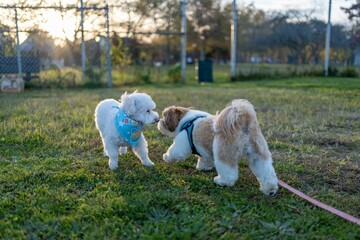 Adorable Poodle and Shih Tzu dogs playing in the green park