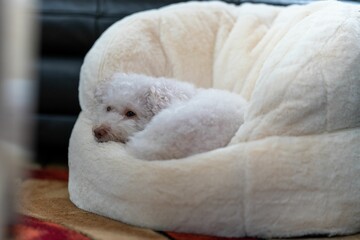 Closeup of an adorable white dog resting on a fluffy bean bag chair at home