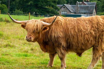 A beautiful highland cow in a green scottish field looking at the camera