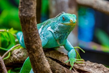 Fototapeta premium Selective focus shot of a vivid blue iguana on a tree branch