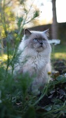 Naklejka na ściany i meble Vertical shot of a Himalayan cat in the garden