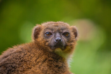 red-fronted brown lemur with long beautiful tail