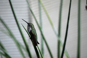 Costa's Hummingbird Rests against White Background