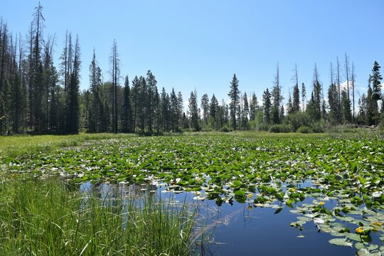 Lily Pad Pond Blooms in Eagles Nest Wilderness