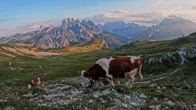 Scenic view of cows eating grass, standing on top of big pasture with Cadini di Misurina mountain view at sunset,  Dolomites, Italy