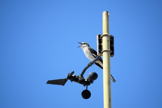 Mocking Bird Warbles at Top of flag Pole