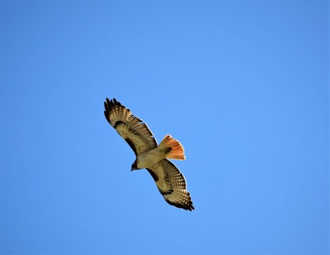 Red-tailed Hawk Takes Flight against Blue Sky