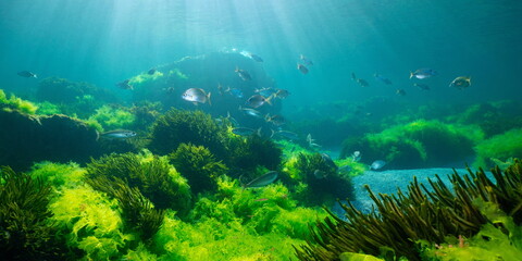 Green seaweed with fish, natural underwater seascape in the Atlantic ocean, Spain, Galicia, Rias Baixas - obrazy, fototapety, plakaty