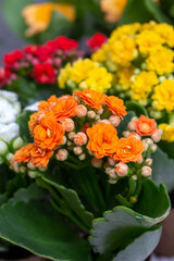 Kalanchoe ou flor-da-fortuna de diversas cores. Flores. Primavera