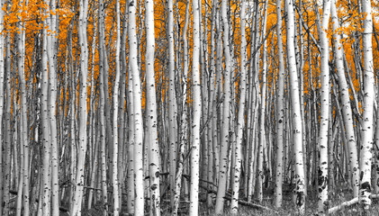Thick forest of aspen trees with tall black and white trunks contrast against colorful orange...