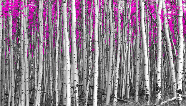 Thick forest of aspen trees with tall black and white trunks contrast against colorful pink leaves in the background