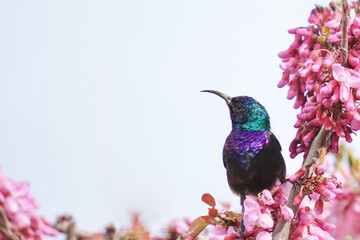 palestinian sunbird