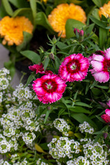 Cravina (Dianthus chinensis), tamb&eacute;m conhecida como miniatura do cravo, com flor-de-mel (&Aacute;lisso) e cal&ecirc;ndula ao fundo.