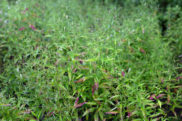 Andrographis paniculata plant in the garden