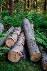 Stack of wooded logs	in forest