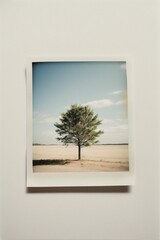 Photo of a solitary tree standing tall in a vast open field captured in a vintage polaroid photograph