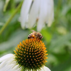 Bee on a White Coneflower