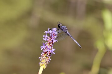 Slaty skimmer