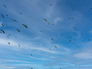Masked booby flock Sula dactylatraoff Pacific Ocean coast of Guatemala