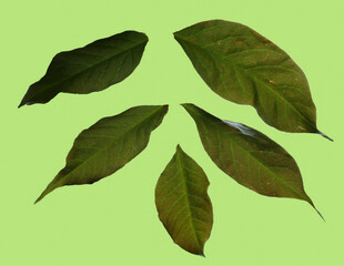 Veins of Wisteria leaves in garden