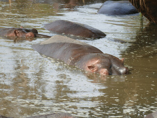 Hippopotamus  need to spend most of the day in water,