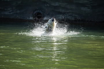 Funny polar bear. Polar bear sitting in a funny pose.