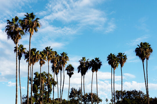 Group of California palm trees against blue sky and white clouds
