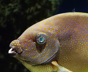 Underwater view of bright colored fish