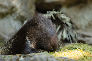 Cape porcupine South African Hystrix africaeaustralis