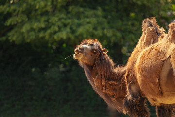 camels feeding. big brown camel on black background