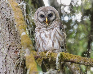 Barred Owl Strix varia with beck open on moss covered tree branch in woods