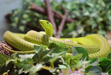 Gewöhnliche Mamba / Eastern green mamba / Dendroaspis angusticeps