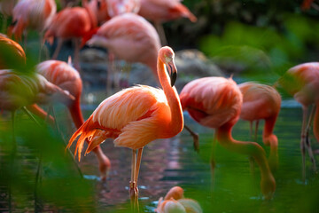 flamingos walking in water with green grasses background.
