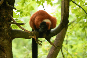 red ruffed lemur Varecia rubra watching from above © Elena