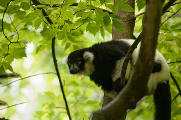 Black and white Ruffed Lemur closeup