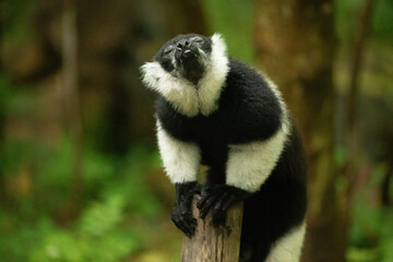 Black and white Ruffed Lemur closeup