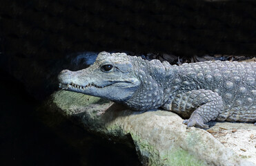 Obraz premium Stumpfkrokodil / Dwarf crocodile / Osteolaemus tetraspis