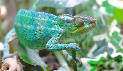 Pantherchamäleon / Panther chameleon / Furcifer pardalis.