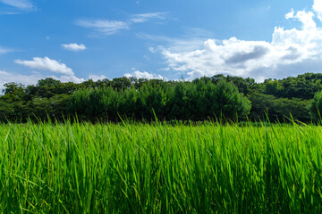 Obraz premium 田んぼの青空