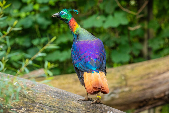 Himalayan monal (Lophophorus impejanus) monal.