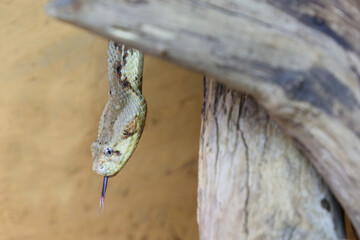 Puffotter / Puff adder / Bitis arietans
