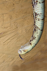 Puffotter / Puff adder / Bitis arietans