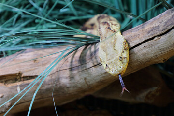 Puffotter / Puff adder / Bitis arietans