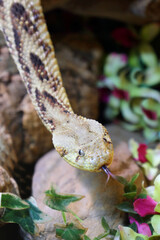 Puffotter / Puff adder / Bitis arietans