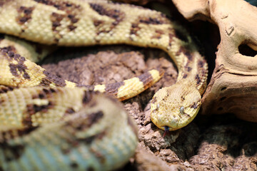 Puffotter / Puff adder / Bitis arietans
