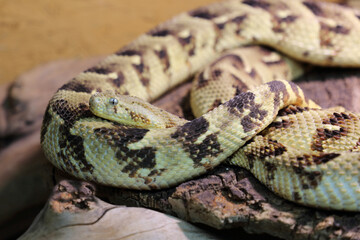 Puffotter / Puff adder / Bitis arietans