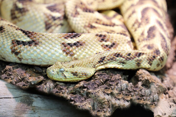 Fototapeta premium Puffotter / Puff adder / Bitis arietans