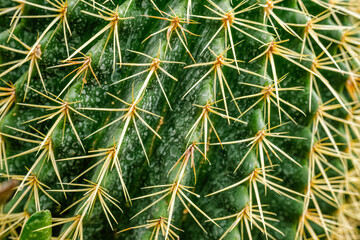 Echinocactus grusonii or Kroenleinia grusonii also known as golden barrel cactus, golden ball cactus close up