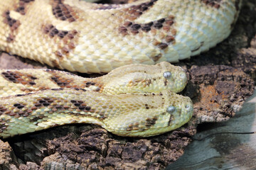 Puffotter / Puff adder / Bitis arietans